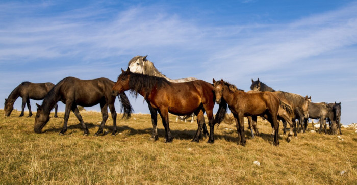 Turkeys and rabbits with donkeys and mules, plus alpacas and llamas.