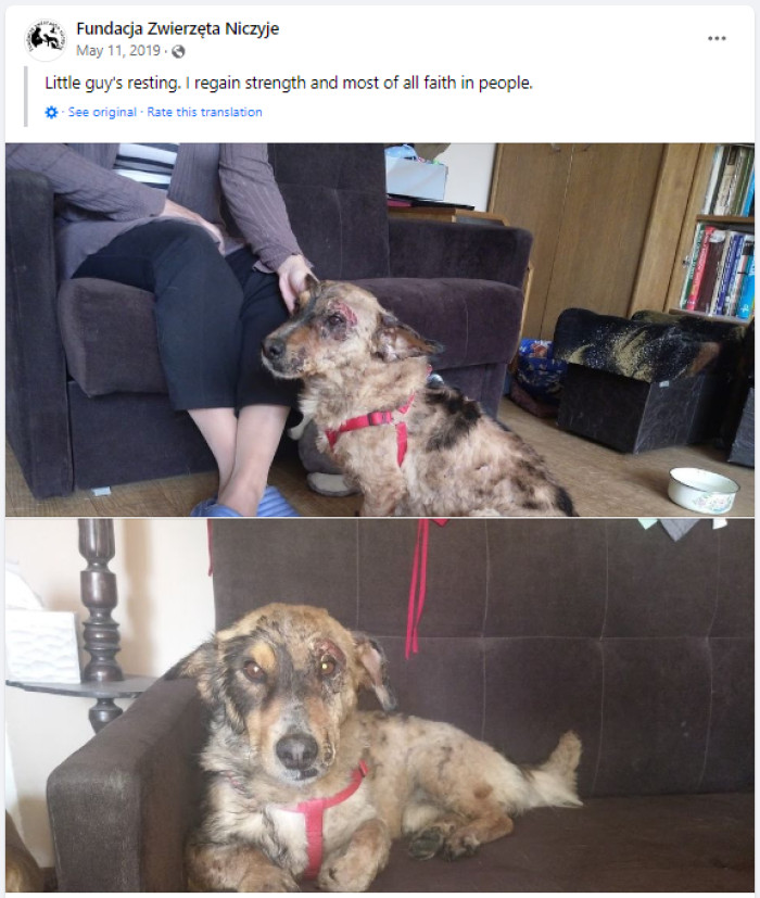 The adorable pup, now affectionately known as Farcik, is gradually regaining his mobility and will continue to stay under the care of his rescuers until his full recovery.