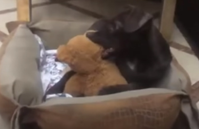 He Made a New Fluffy Friend