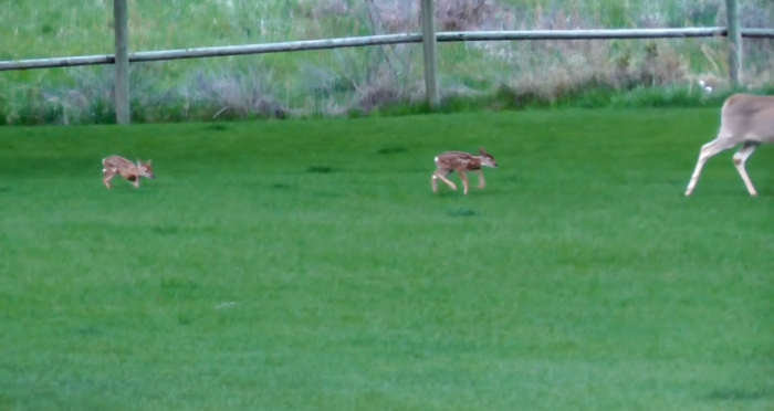 Over time, Darius made multiple attempts to reintroduce the fawn back into her natural habitat. Each time, she chose to return to his side. Eventually, however, her mother came back, and the fawn was finally able to reintegrate with her family and return to the wild.