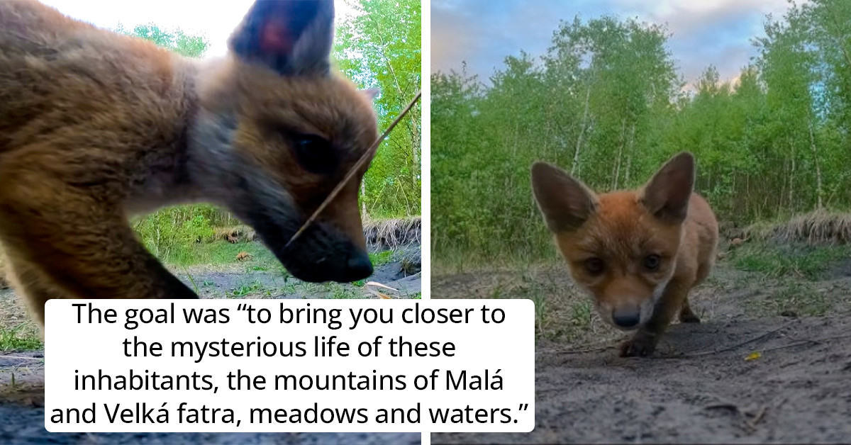 Baby Foxes Have A Great Time Playing With A GoPro Camera And End Up Taking Adorable Pictures Of Themselves