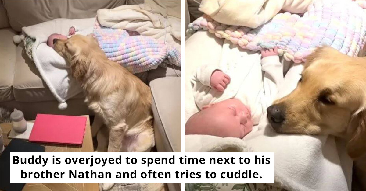 Dog Embraces His Newborn Sibling With Undying Affection And Is Always By His Side