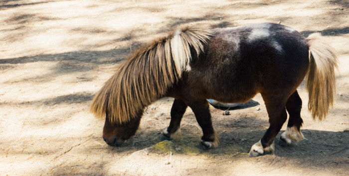 Miniature Horses