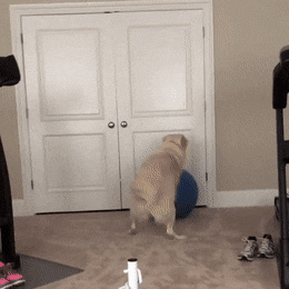 48. Doggo got stuck on the ball