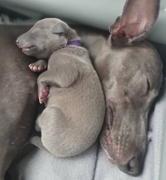 29. Whippet cuddle naps
