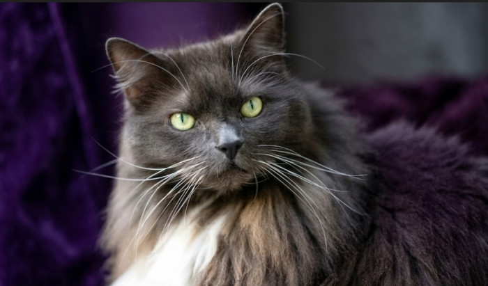 Do Maine Coon mixes have the same personality?