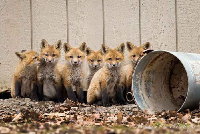A family of red foxes had set up a home in a backyard shed