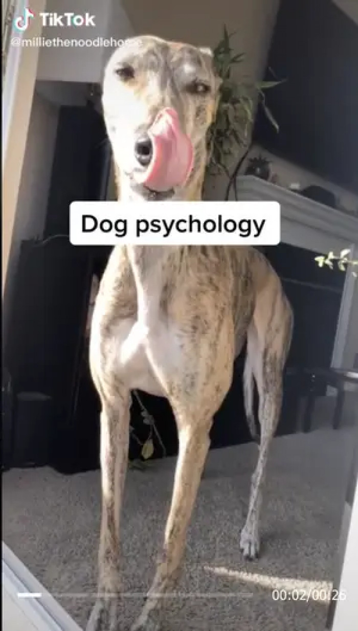 Pooping is one of the times when dogs are at their most vulnerable.