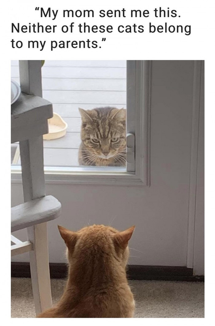 1. Cats being the bosses around a stranger's house