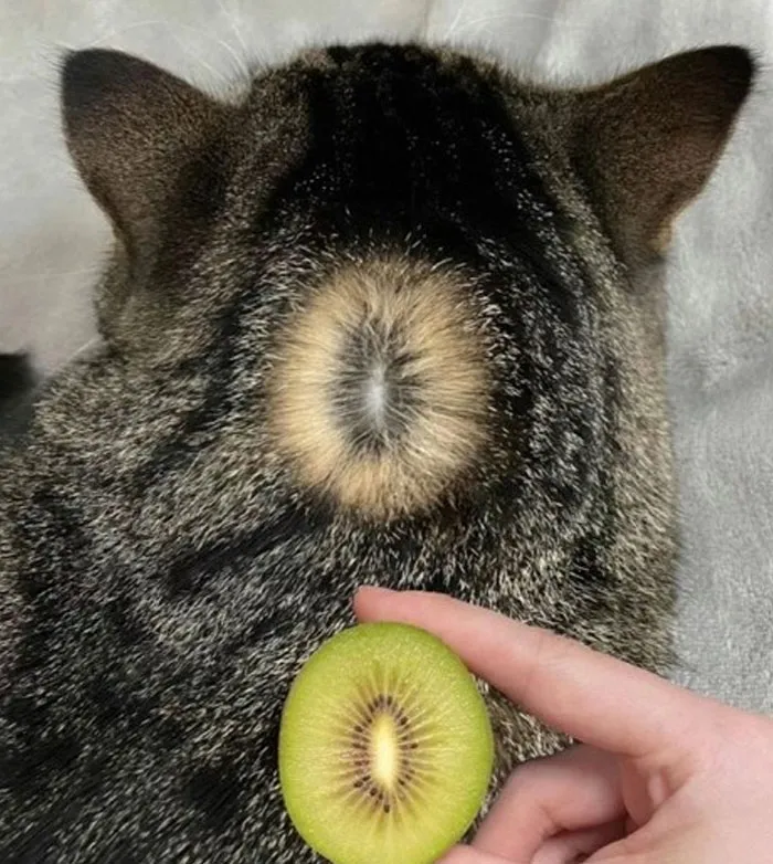 35. Nature really said copy and paste.