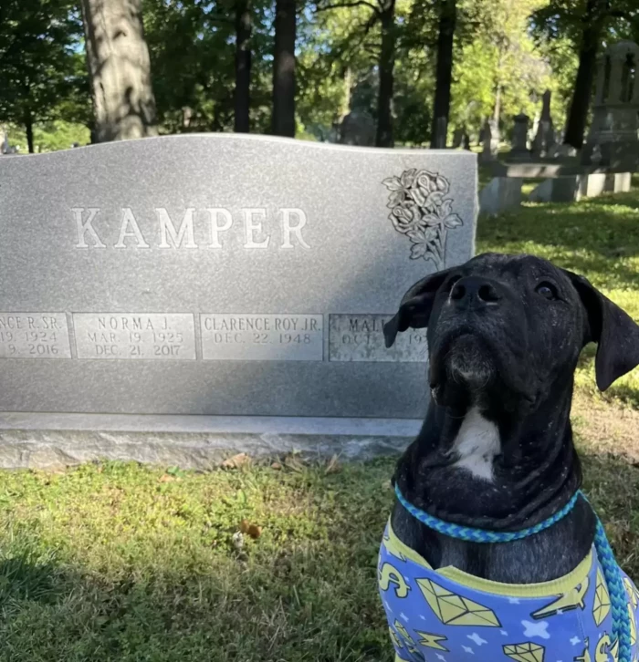 He was affectionately named Kamper, which was the name on one of the gravestones he was found near.
