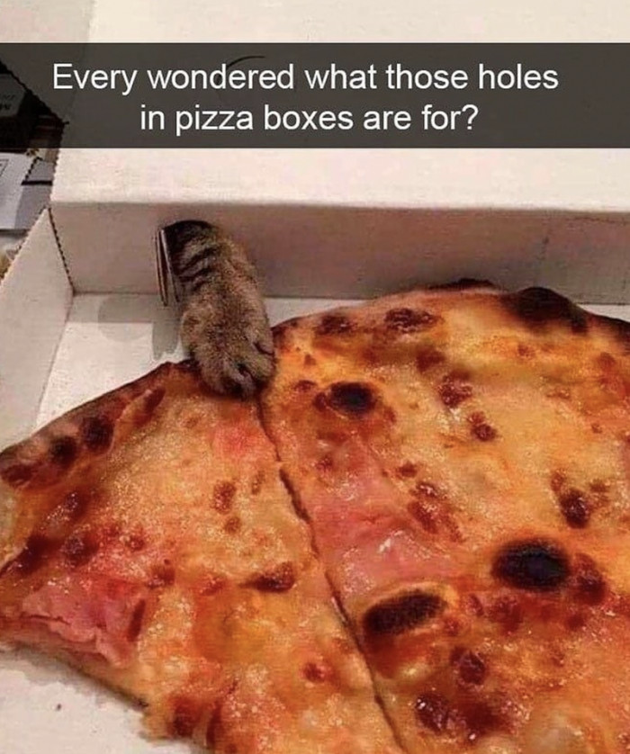 12. Cats are evil masterminds. They've designed the boxes just for this purpose.