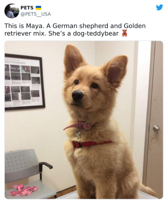 23. Real-life teddy bear is a dog.