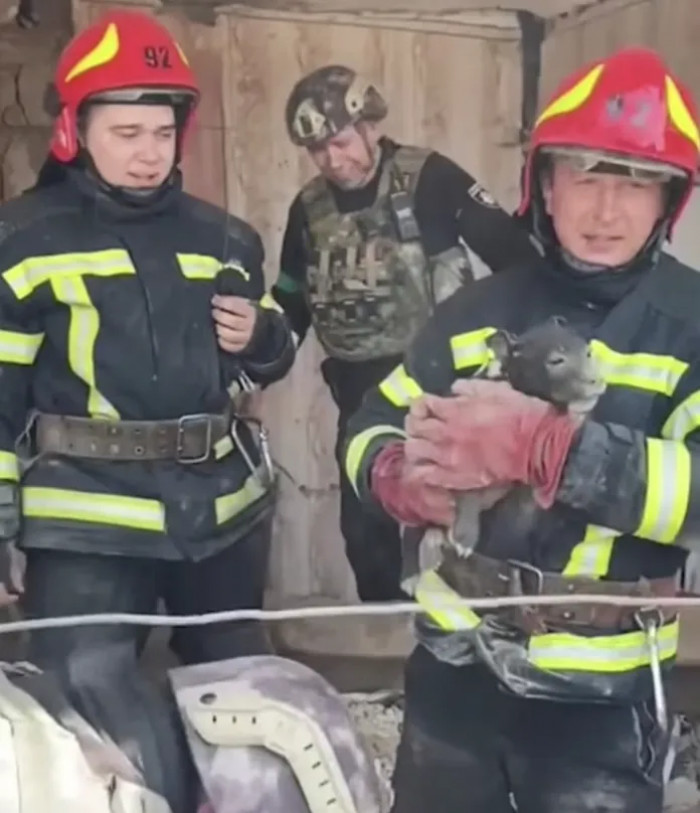 A tiny puppy was rescued from the rubble of a residence near Donetsk and reunited with his heartbroken owner