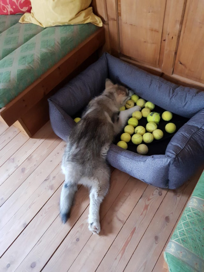 3. He collected all the balls he found in the house and then lay like this for 10 minutes.