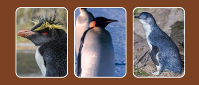 18 Types of Penguins With Pictures and Key Differences
