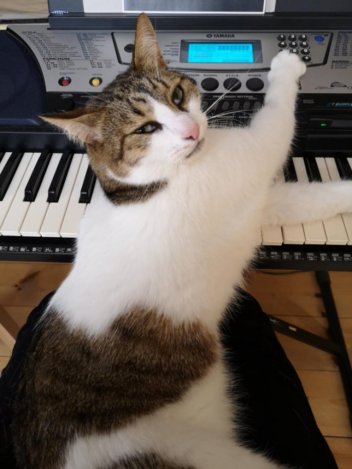 Someone's pretty needy today. He just won't let me play...