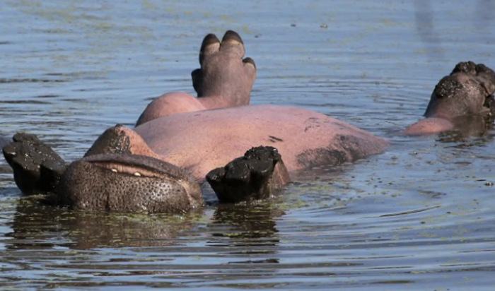 'I doubt I will ever see this again as it is the first time I or anyone I know has seen this.'