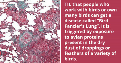 Redditors Learn About "Bird Fancier's Lung," A Disease People Who Have Prolonged Contact With Birds Can Get When Exposed To Avian Proteins Present In Bird Droppings