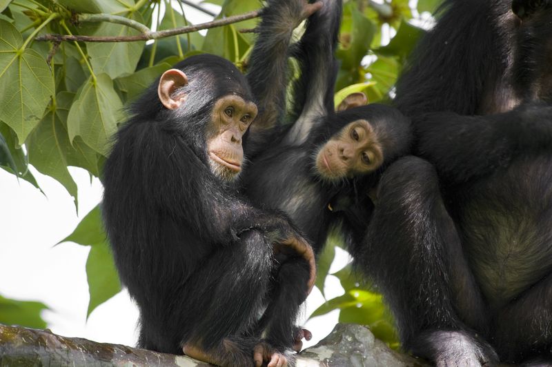 Chimps share 98.5 per cent of their DNA with humans
