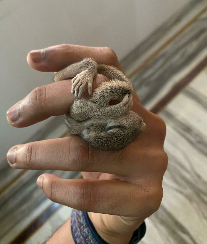 36. Baby Squirrel