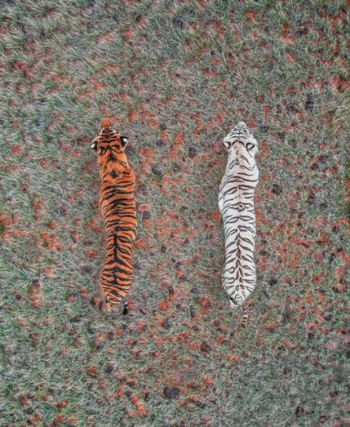 11. From above, the tiger’s power and beauty come into full view
