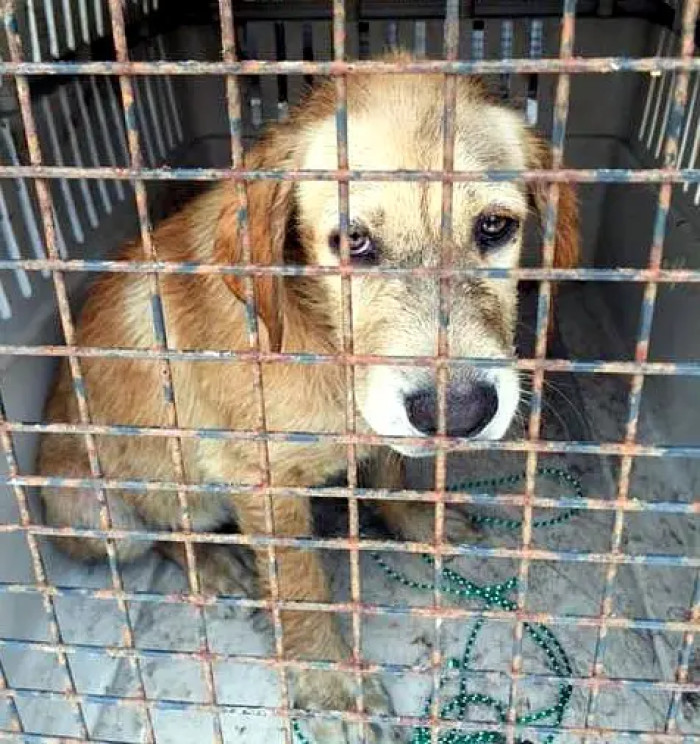 The officers discovered that the puppy had no family, but that was about to change