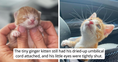 Police Officer Saves Tiny Kitten Discovered All Alone In A Bush