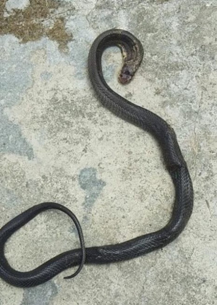 The dog made the ultimate sacrifice to protect its family - it fought off the cobra that was trying to enter their home