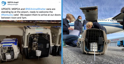 100 Cats Were Evacuated to Massachusetts via Plane to Save Them from the Deadly Kentucky Storm