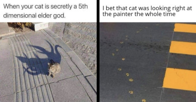 These Cats Were So Ridiculous They Became Memes And We Can’t Stop Laughing