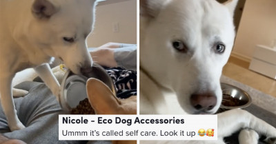 Adorable Dog, Leo, Enjoys Taking His Food Up to the Couch, Watching a Movie While Savoring His Meal