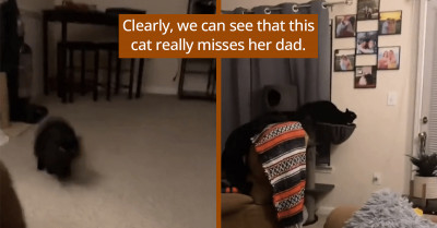 Cat Sprints to the Camera Once She Hears Her Dad's Voice to Show How Much She Misses Him