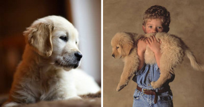 These 19 Wholesome Photos Of Golden Retriever Puppies Will Make Your Day