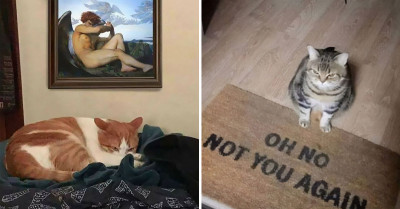 51 Quirky Pictures From The Cats With Threatening Auras Page
