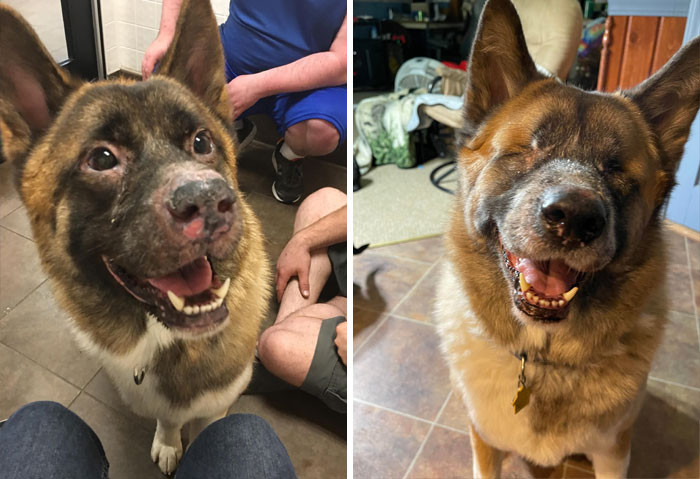 20. June, 2017. At The Shelter. To Less Than A Year Ago. It’s My Favorite Photo Of Him. He Has Uveodermatologic Syndrome