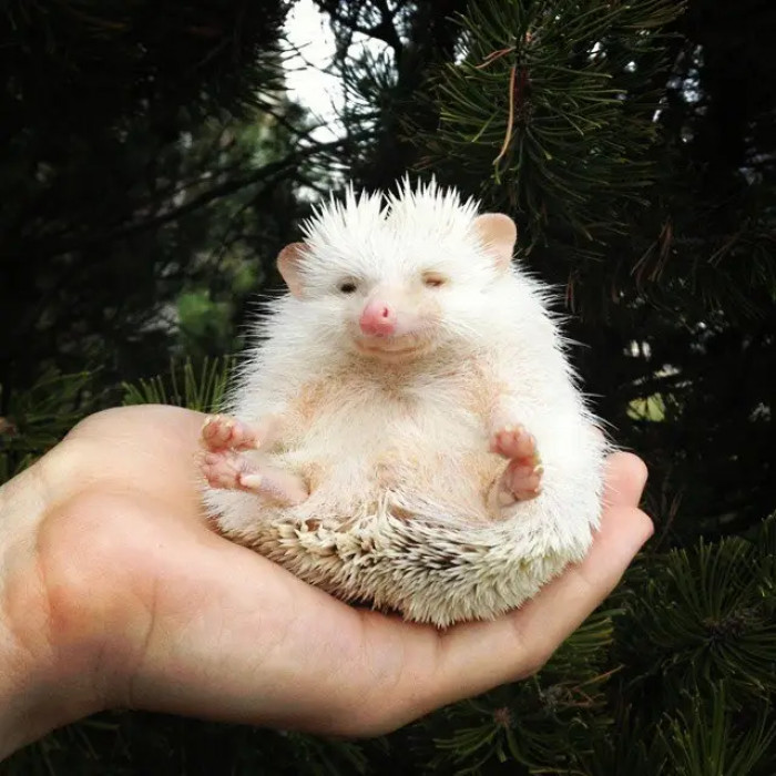 7. Zen hedgehog