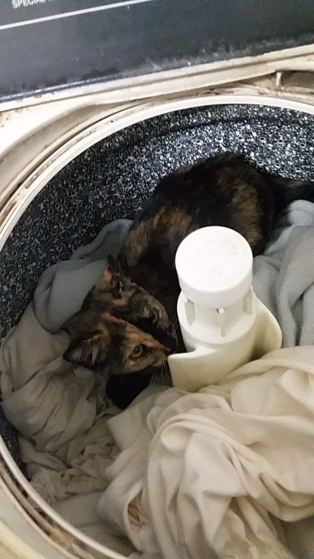 Now this kitten is so cute in here but as you'll see in the comments, it's lucky that nothing bad happened.