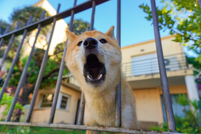 Barking can be seen as aggressive and gives the impression of hostility, so are dog owners supposed to ensure their neighbors are not exposed to that?