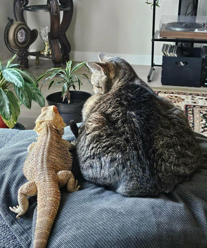 "My Brother’s Dragon And Cat Have Become Unlikely Best Friends"