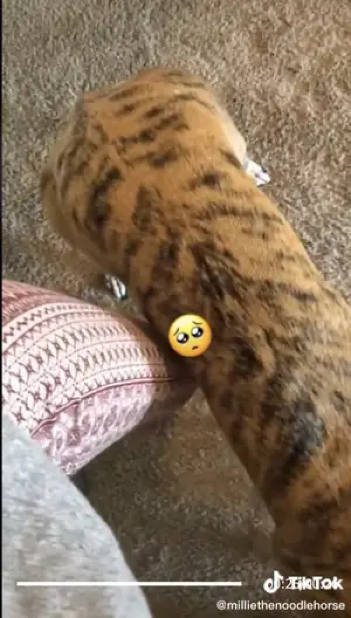 but consider yourself lucky when they lean on you, as it is their own version of a hug.