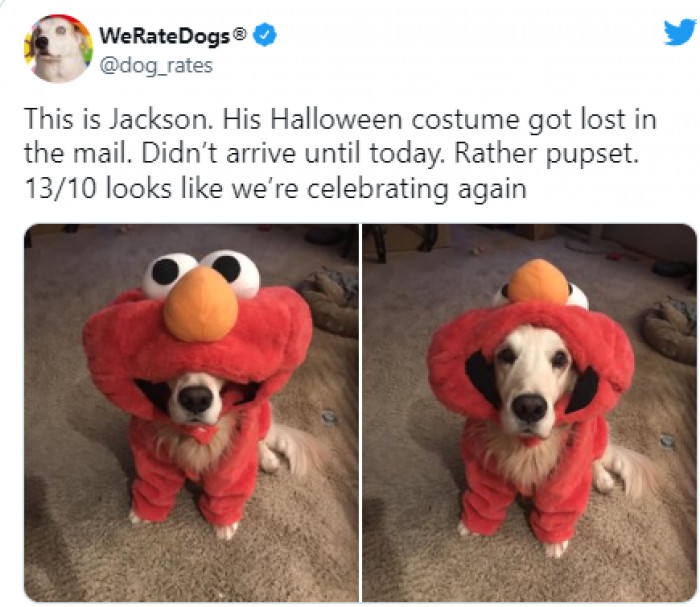 6. Although this good boy's Halloween outfit was late in arriving, it was nonetheless useful:
