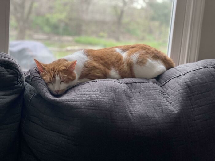 38. "Rescued this little boy from the shelter; he will never have another hard day for the rest of his life."