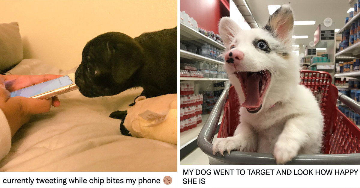 9 Adorable Dogs That’ll Will Make You Forget That Lousy Day At The Office