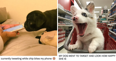 9 Adorable Dogs That’ll Make You Forget That Lousy Day At The Office