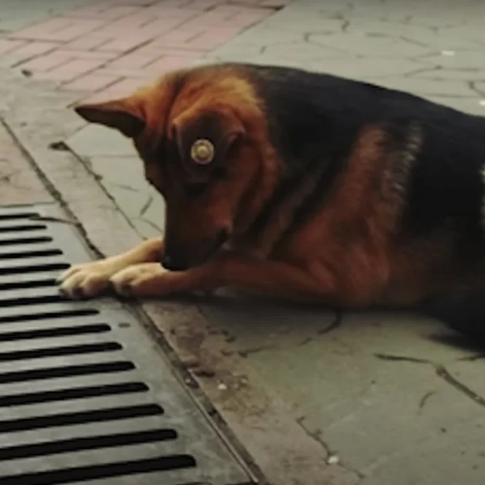 She was very confused when she saw him carry the food away instead of eating it right then and there.