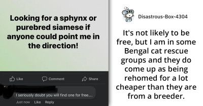 Choosing Beggar Seeks Direction on How to Get a Sphynx or a Purebred Cat for Free, Gets a Deserving Reply
