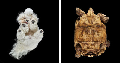 Photographer Captures Animals From Below, And The Results Are Equal Parts Wholesome And Hilarious