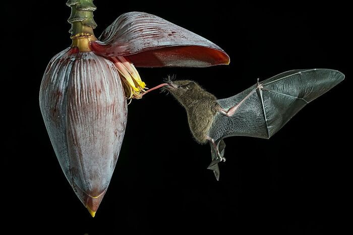 “Pipistrello Del Nettare N1” By Gianni Maitan