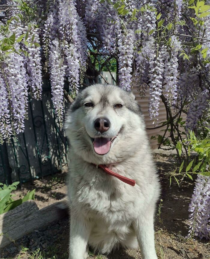 8. "Look At This Happy Dog!!! She Was The Smallest Of Her Siblings And No One Wanted To Take Her. And I Took Her! She Seems To Really Love Me❤️"